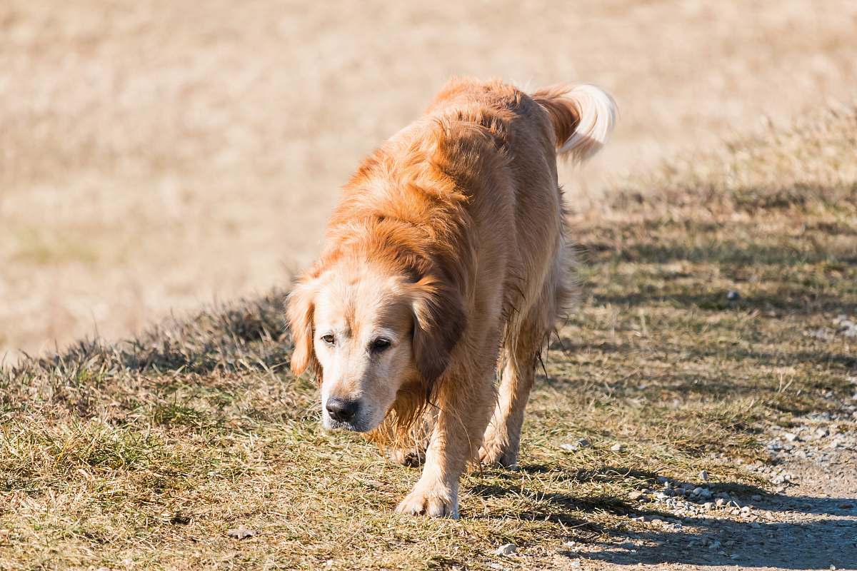 golden retriever adult golden retriever walking on ground near outdoor during daytime mammal